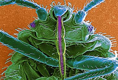 同一游戏 两个评分！Steam更新基于语言显示评测分数